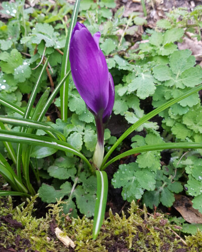 Crocus Flower Record