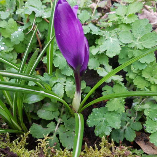 Crocus Flower Record