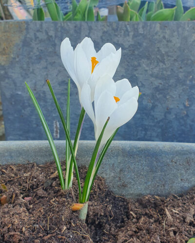 Crocus Jeanne d'Arc