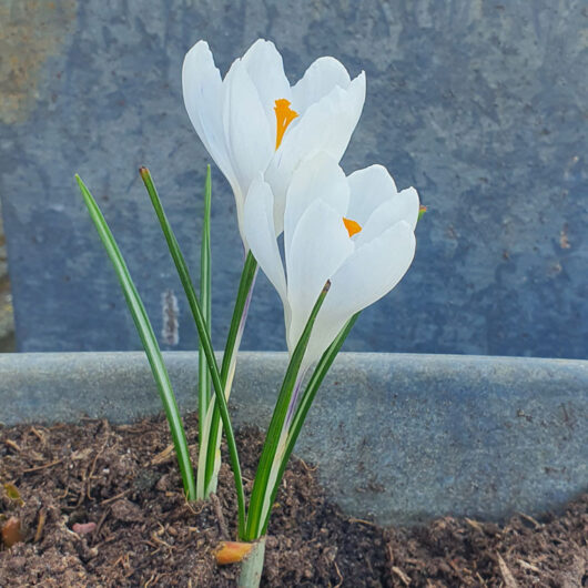 Crocus Jeanne d'Arc