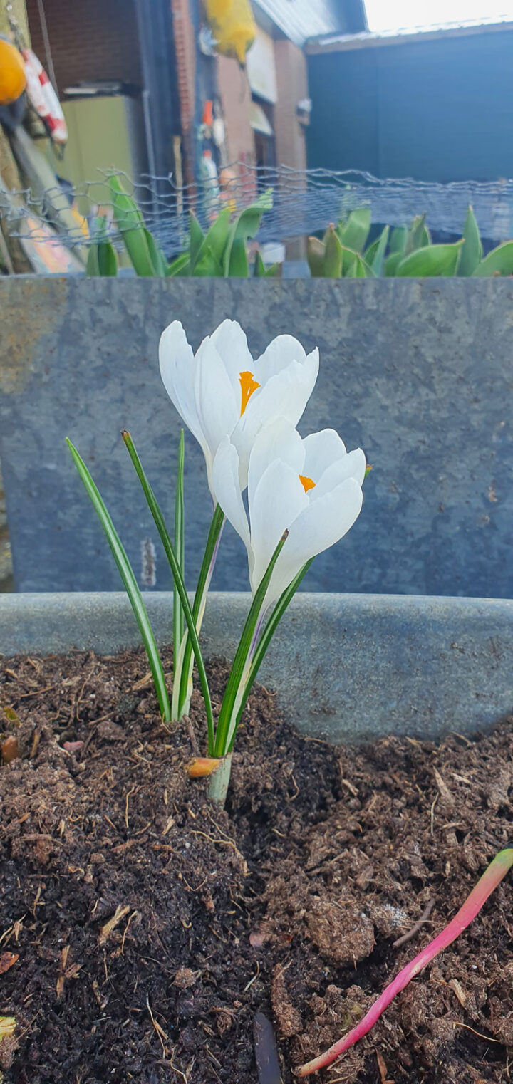 Crocus Jeanne d'Arc