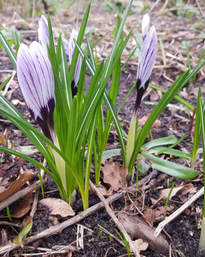 Crocus Pickwick