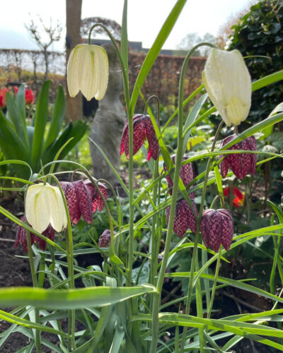 Fritillaria Meleagris