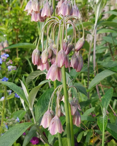 nectaroscorum Siculum