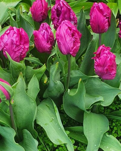 Tulp Parrot Negrita