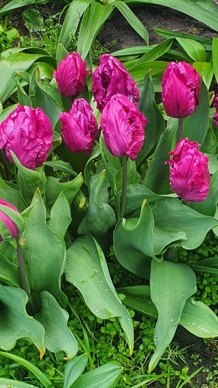 Tulp Parrot Negrita